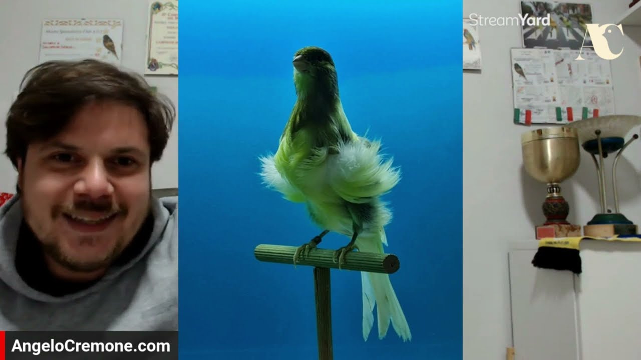Lo standard del canarino Arricciato del Nord