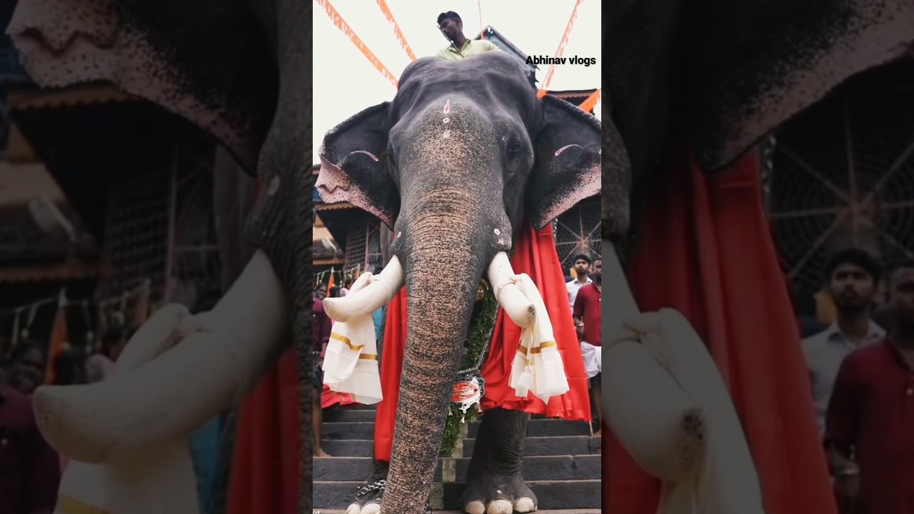 🔥🔥#elephant #lover ❤#kerala #shorts ❤❤