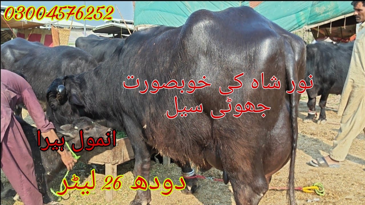 Noor shah ki high milking buffalo sale Okara Animal Tv 03004576252/23/2/2/2026 نور شاہ ساہیوال