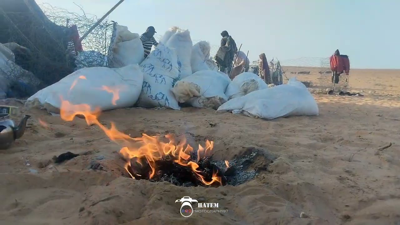 موسم الجز في صحراء بني خداش الجنوب التونسي