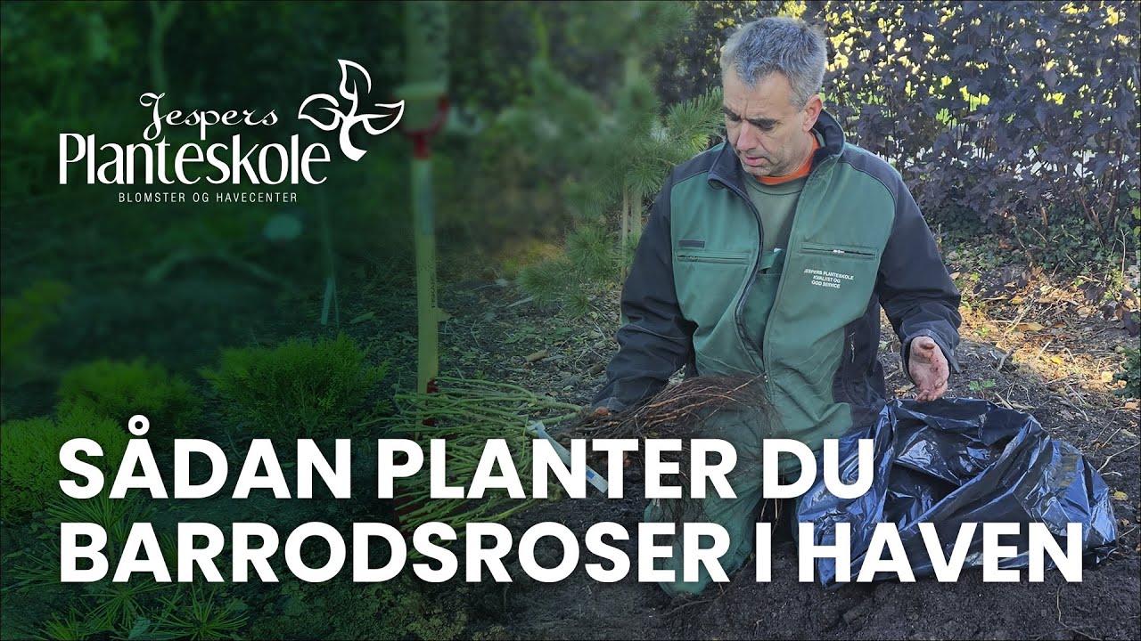 S&aring;dan planter du barrodsroser i haven