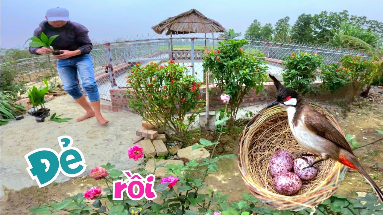 Chào Mào Sinh Sản Đã Thành Công & Trồng Thêm 1 Hàng Cau Ở Ngoài Ao Cá / Quế Nghịch