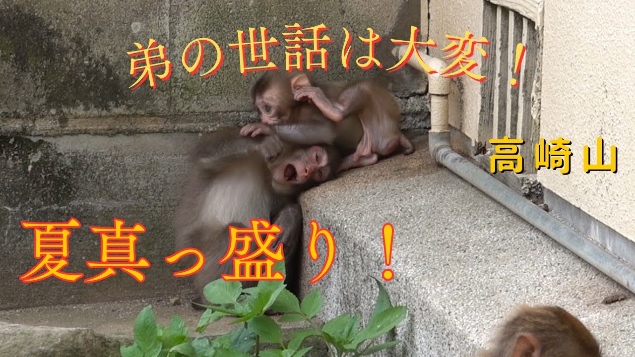 夏真っ盛り！弟の世話は大変だあ！【モンキーパーク 高崎山自然動物園】