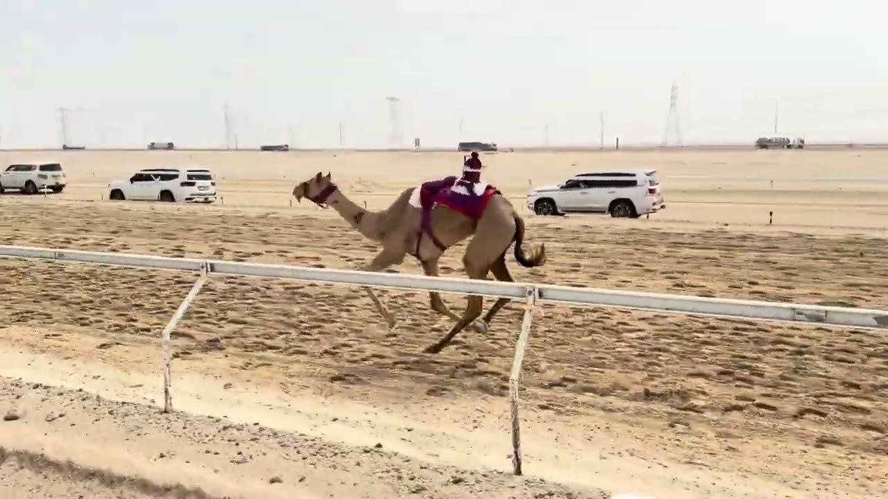 🔳الشوط 2 .. (ابكار مهجنات)🥇‏ (شقرا) لـ سعود عبيد كنيش الهاملي  9:20:50