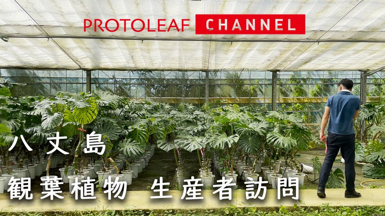 【生産者訪問】八丈島　観葉植物の生産者訪問