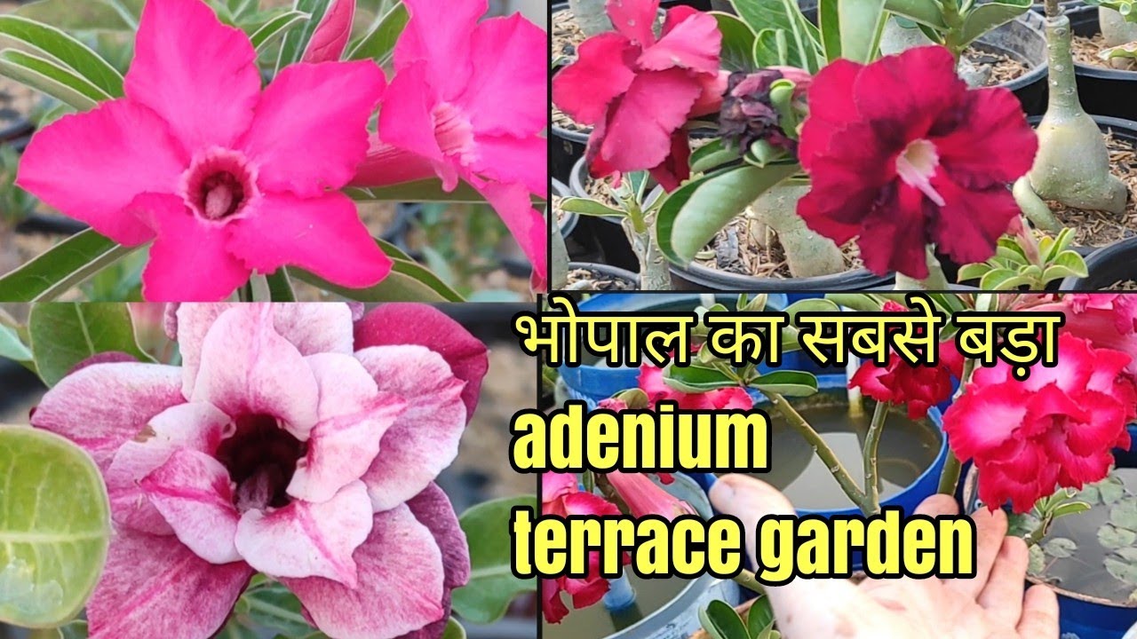 adenium terrace garden  Indian terrace gardening art