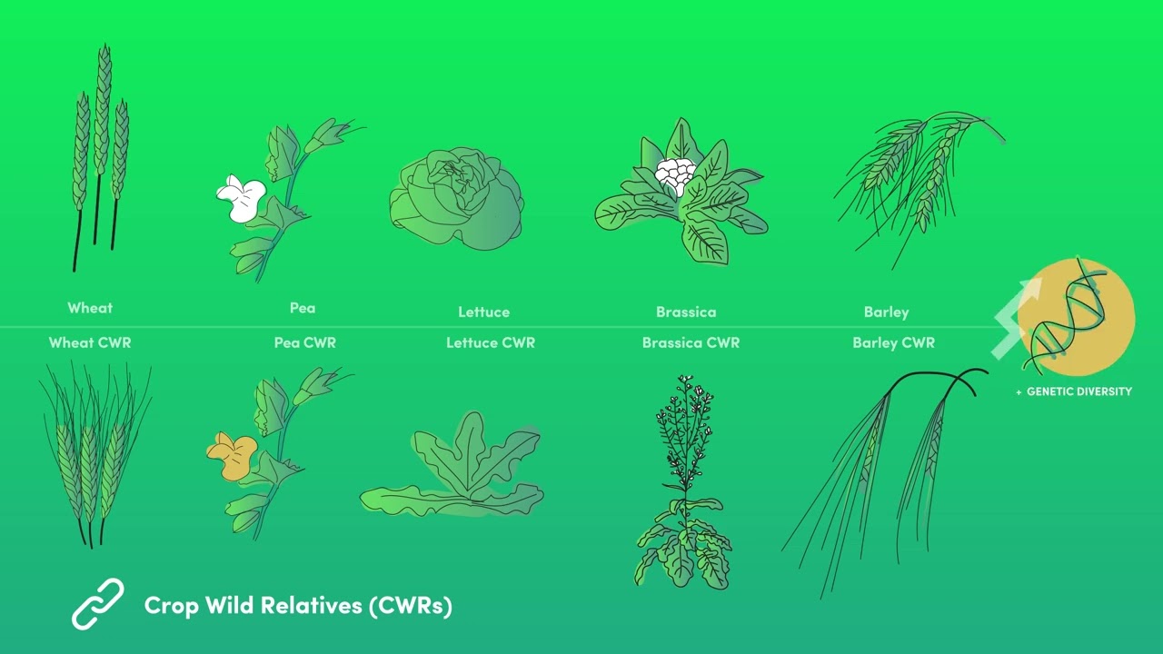 COUSIN video - #2: The importance of Crop Wild Reltives