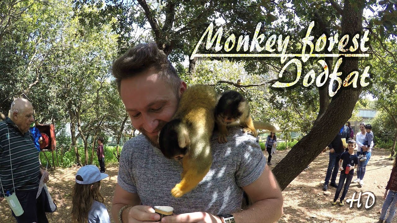 Monkey forest, Yodfat, Israel, GoPro5 HD