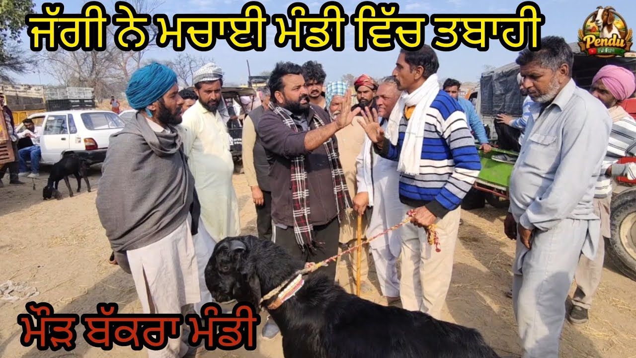 ਜੱਗੀ ਨੇ ਮਚਾਈ ਮੰਡੀ ਵਿੱਚ ਤਬਾਹੀ ਮੌੜ ਬੱਕਰਾ ਮੰਡੀ #goatfarming #live_sauda #rajudirba #bakramandi #goat 