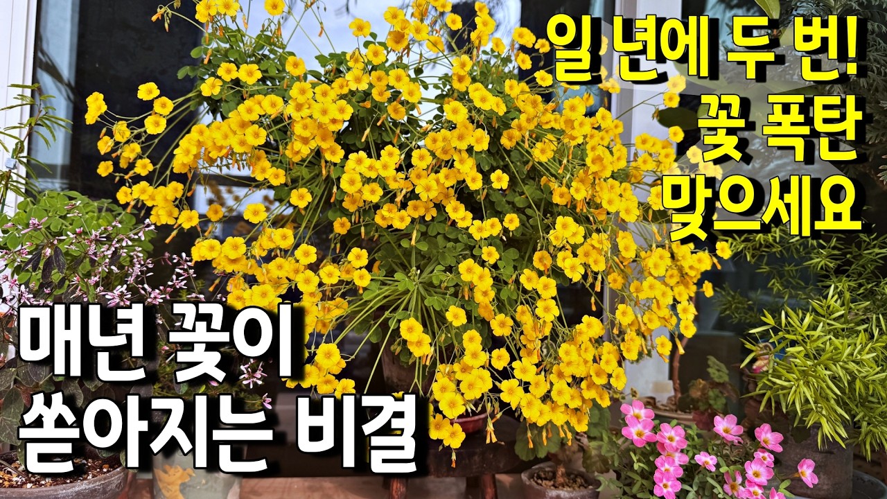 꽃 한 번도 못 보셨다면, 지금 당장 잘라야 하는 이유! 키만 크고 꽃 안 피는 산미구엘라 해결법