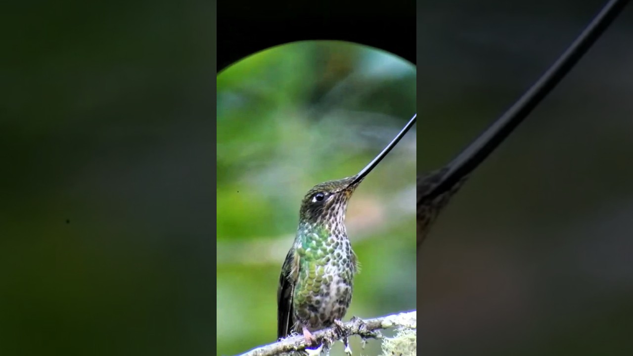 Sword-billed Hummingbird( Ensifera Ensifera) 