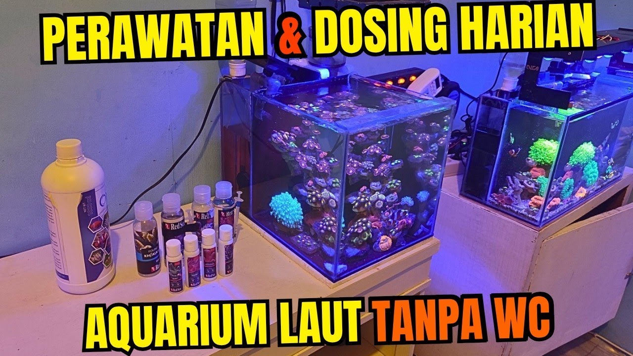 INI DIA DOSING HARIAN DAN PERAWATAN RUTIN TANK ZOA GARDENKU YANG TANPA WATER CHANGE !