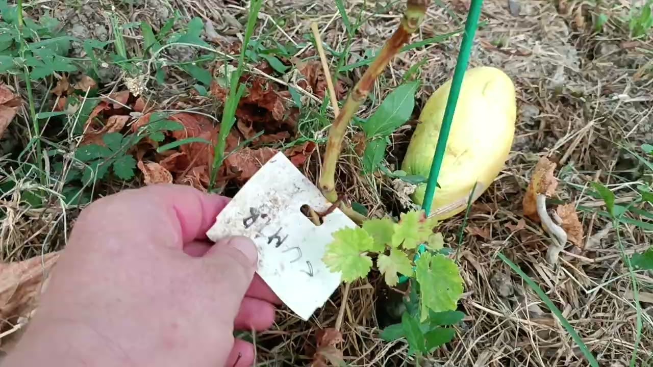 Üzenet a Kovács Barnabásnak 33bol 3 nem maradt meg az én hibámbol+ez nem Filossera... hál Istennek.