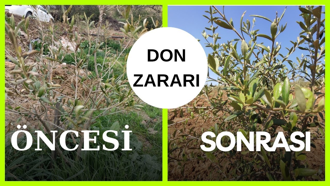 Zeytinde Don Zararı Bakım ve Etkisi