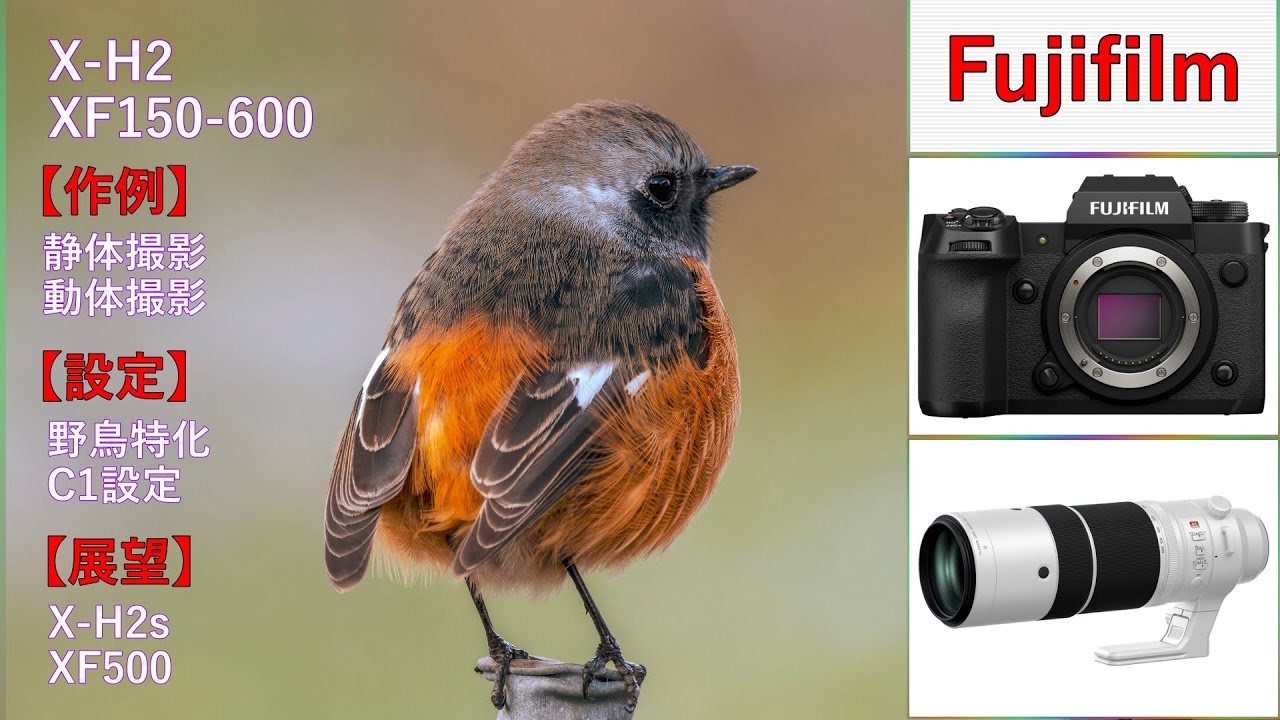 野鳥撮影【X-H2＋XF150-600】作例あり