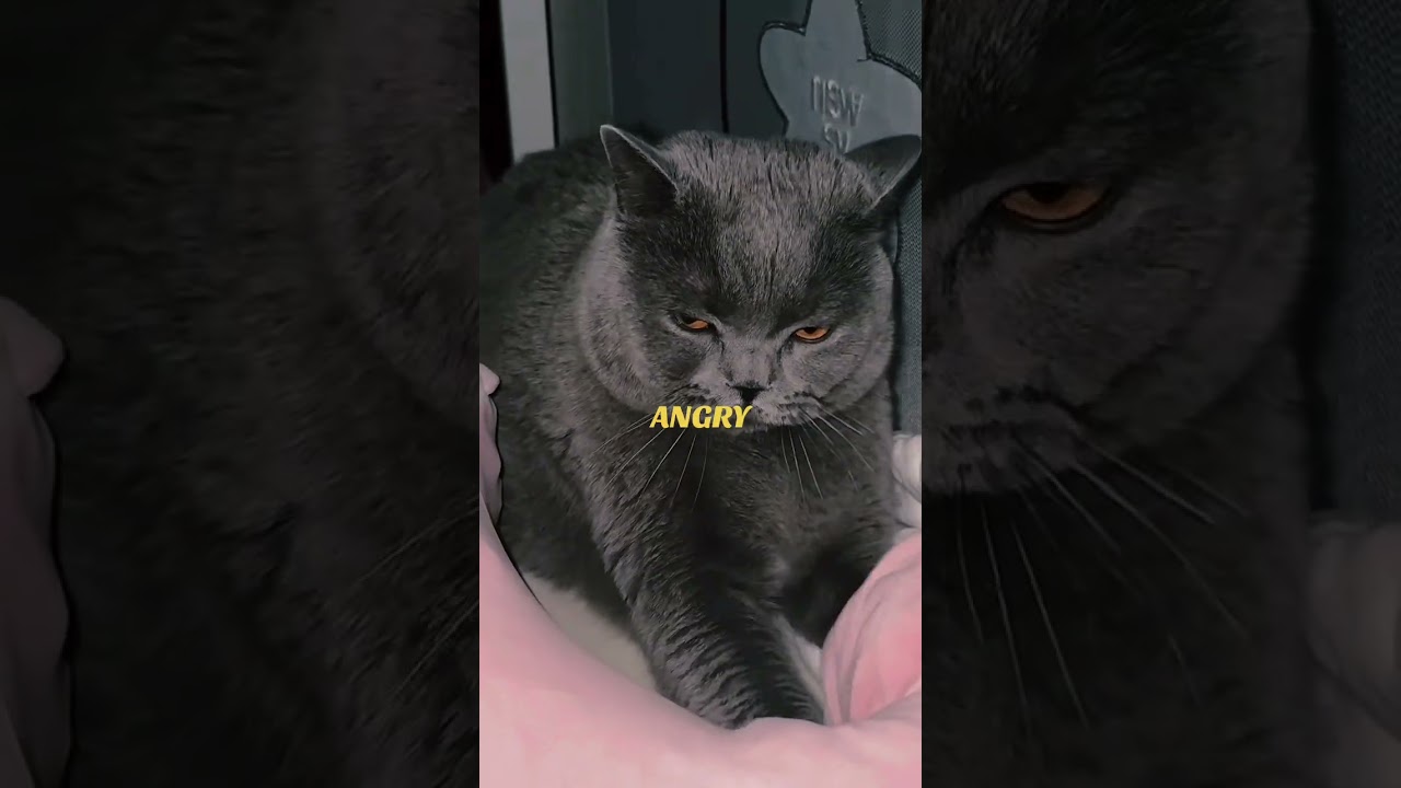 #cat