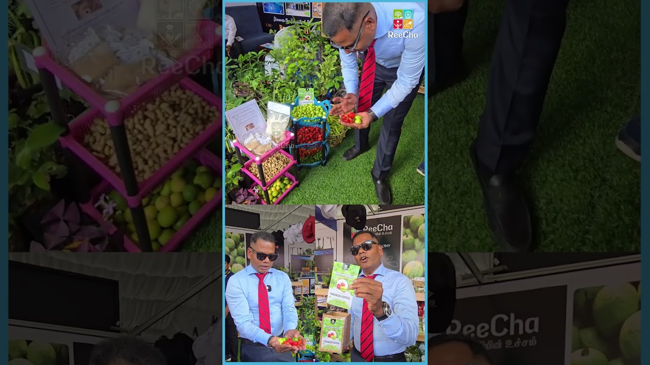அதிக காரமான மிளகாய் வேணுமா? #reechaorganicfarm #jaffnatradefair