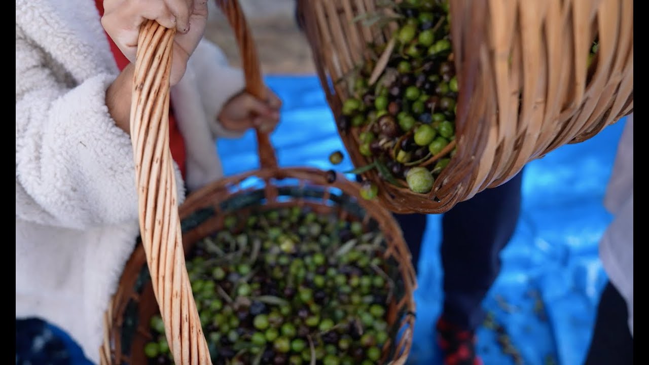 🌿 TED Bodrum Koleji 9. Uluslararası Zeytin Festivali Gerçekleştirildi