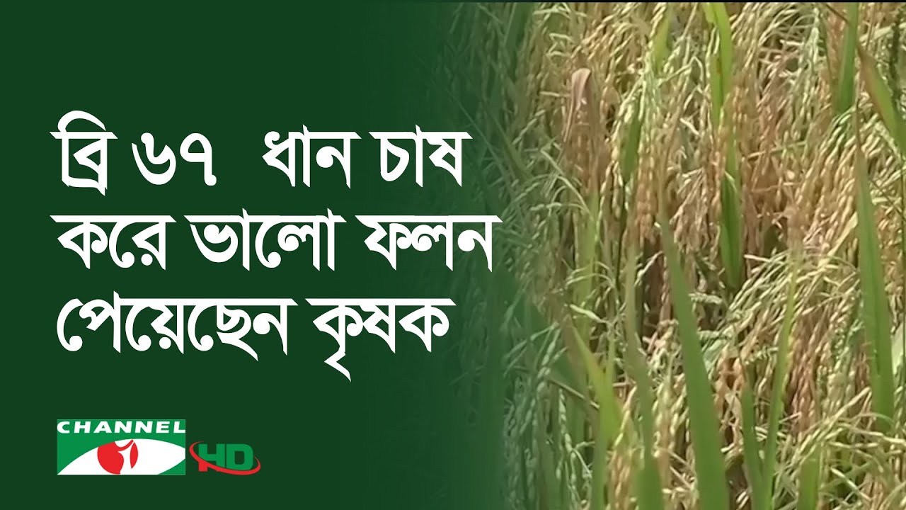 খুলনার ডুমুরিয়ায় লবণসহিষ্ণু ব্রি ৬৭ ধান চাষ