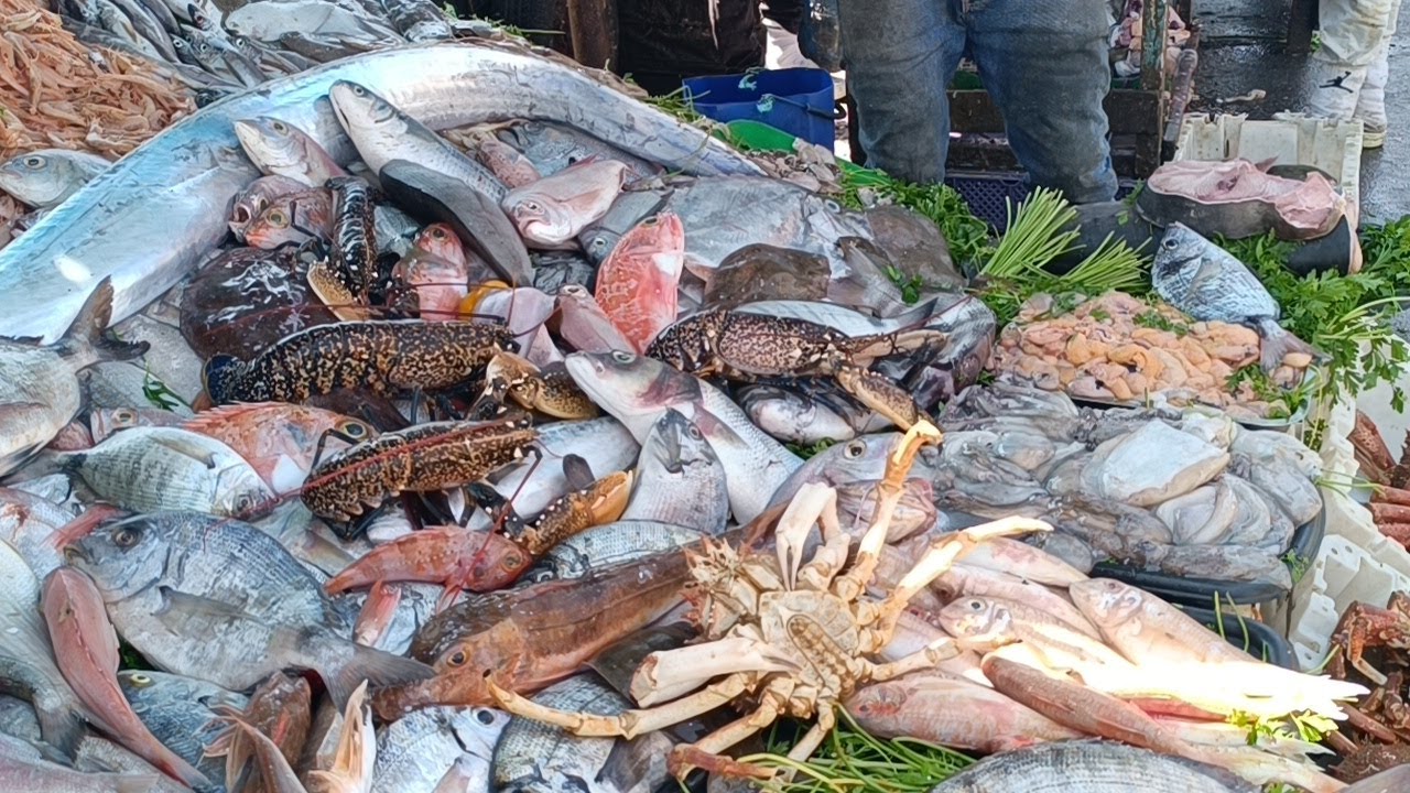 جولة في ميناء مدينة الصويرة|شوفو أنواع الأسماك اللي لقيتTour of Essaouira Port Amazing Fish Variety|