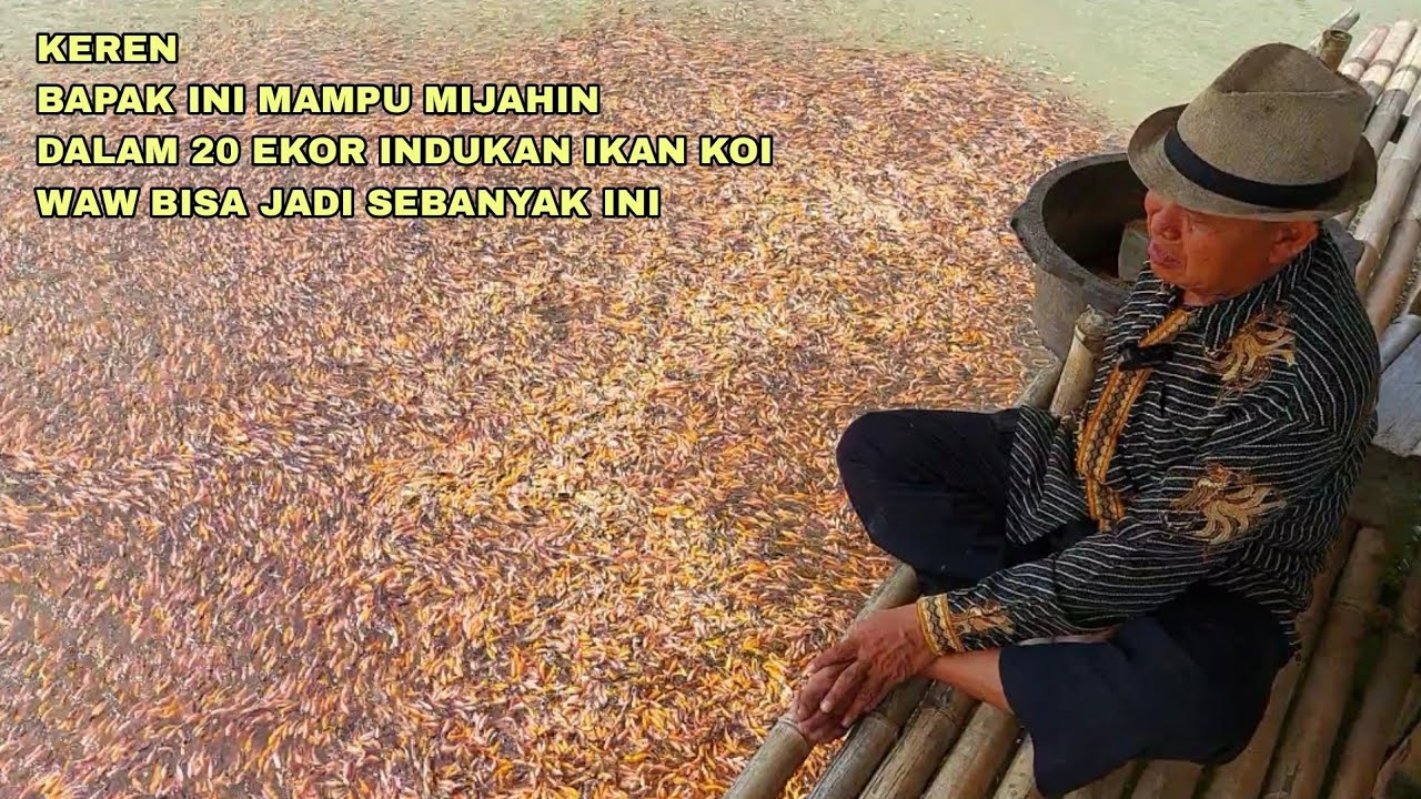 KEREN, BAPAK INI MAMPU MIJAHIN IKAN KOI INDUKAN 20EKOR BISA JADI SEBANYAK INI