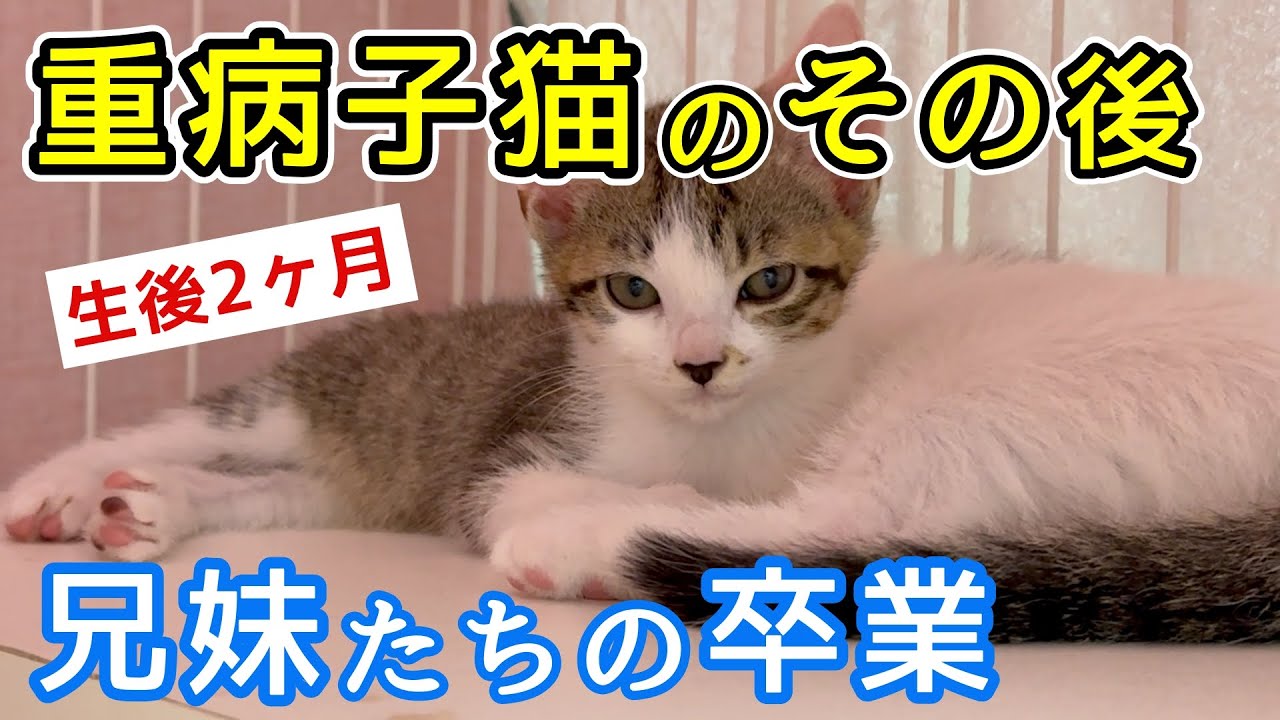 重病子猫のその後…そして、鳴き続ける母猫と兄妹2匹の卒業