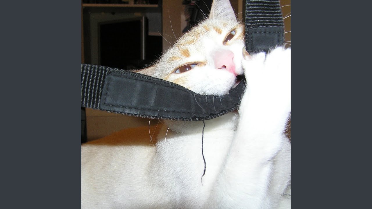 Cat Purring Sound