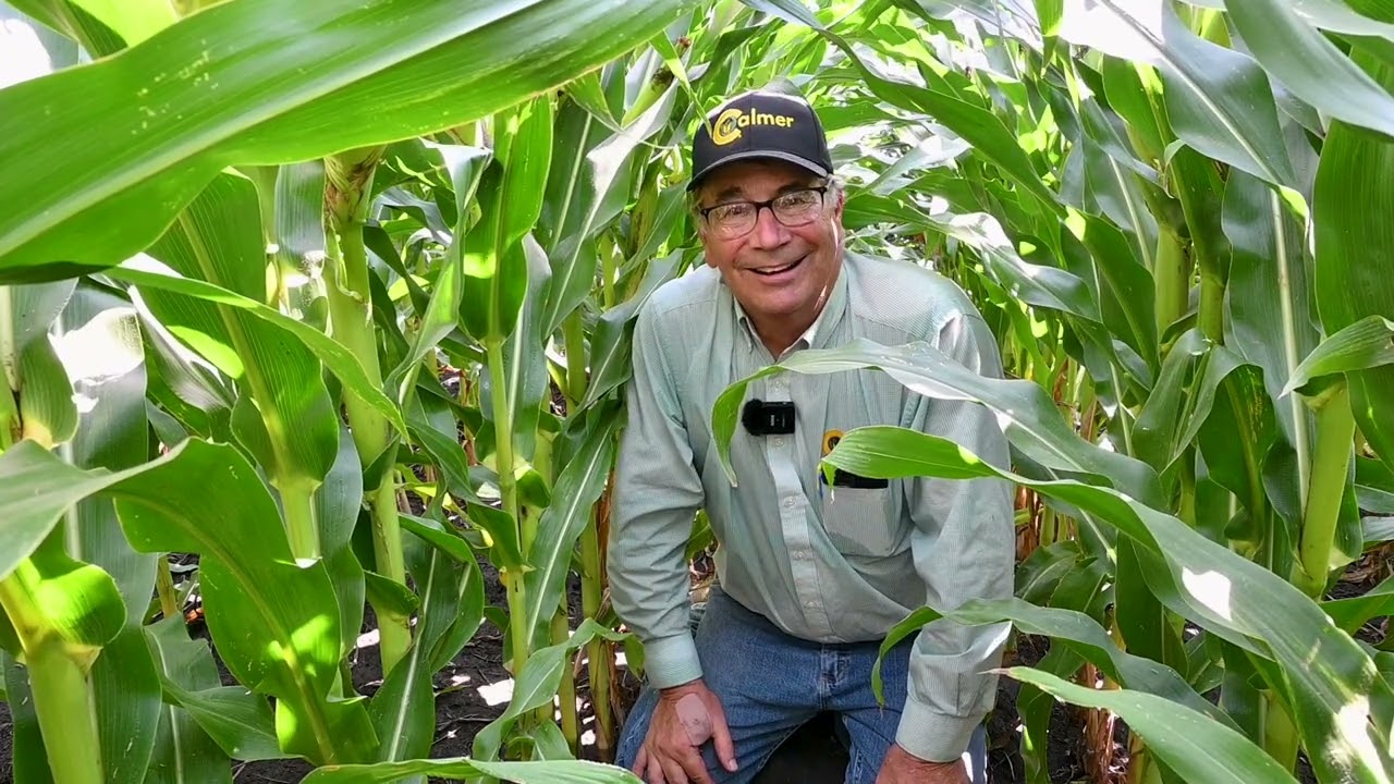 Soil Stratification Study: What are the Crops Looking Like Now?
