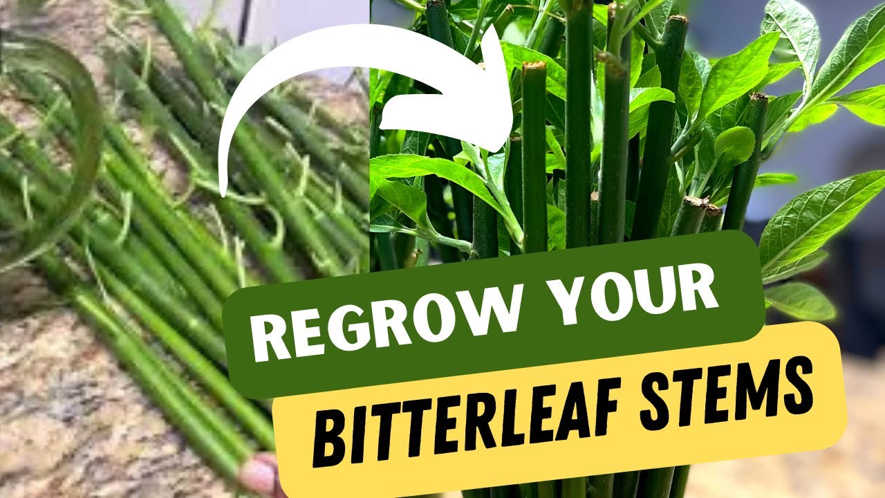 REGROW Bitterleaf Plants From Stems QUICKLY Using Water Only #gardeningtips