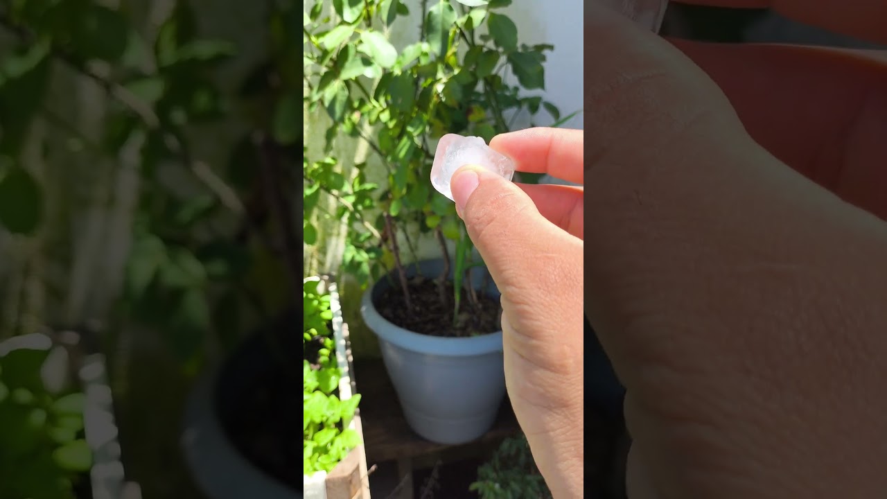 Coloquei gelo na planta&hellip; e olha s&oacute; o que aconteceu