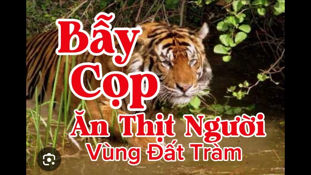 BẪY CỌP ĂN THỊT NGƯỜI VÙNG ĐẤT TRÀM | Lê Anh diễn đọc