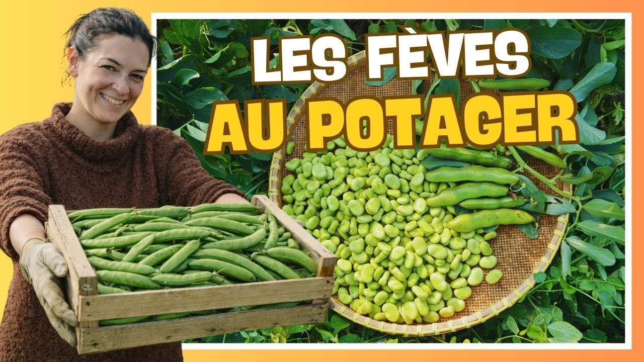 👩‍🌾 Réussir les fèves au potager