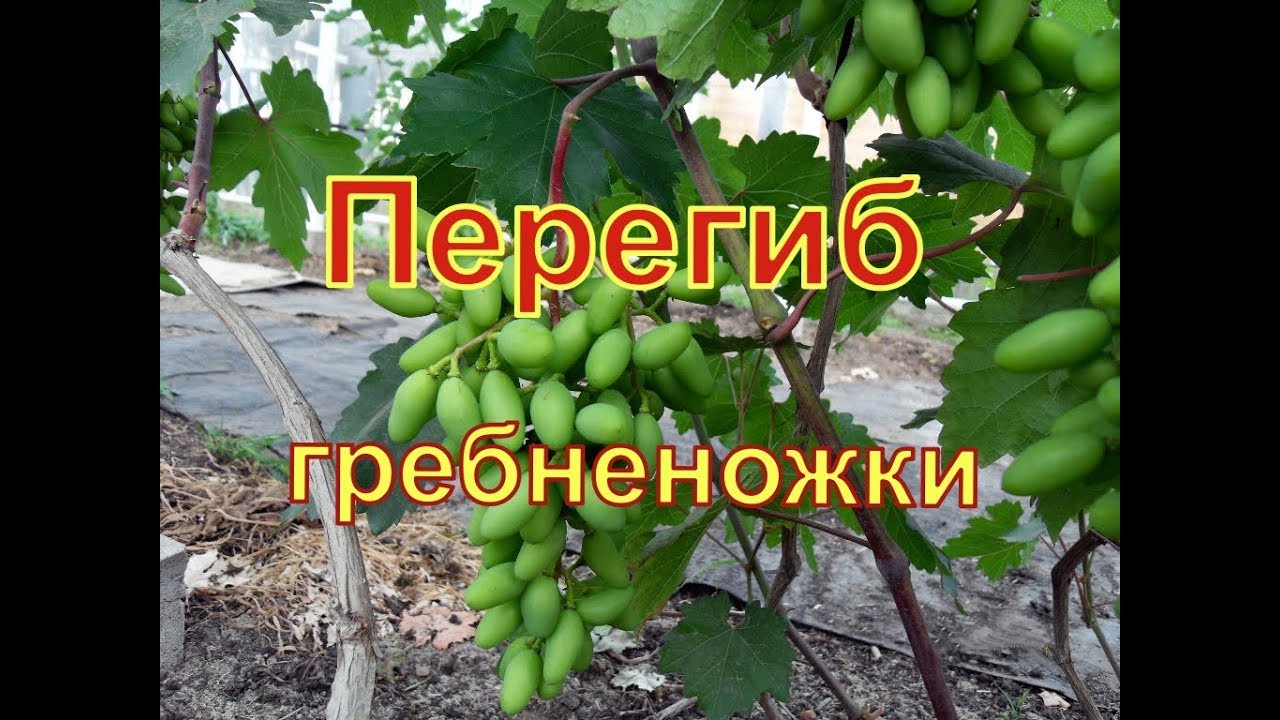 Виноград. Сорт Преображение . Подвязка гроздей.