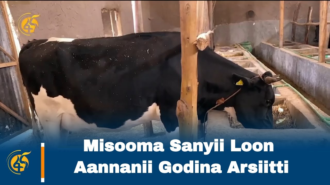 Misooma Sanyii Loon Aannanii Godina Arsiitti