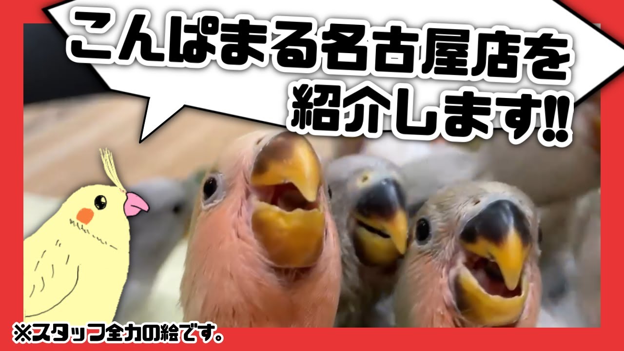 【こんぱまるTV】名古屋店へようこそ！！【お店紹介】