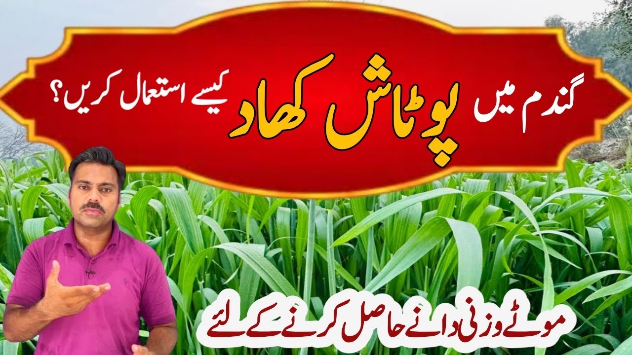 Potash fertilizer application in wheat crop | How to use potash in wheat field | Abid Ali Agrarian