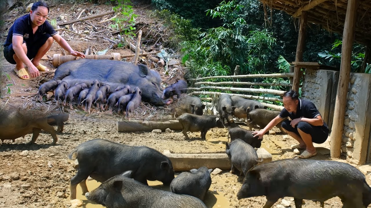 Heartwarming Scene &ndash; Second Herd of Wild Boars Born, Forest Filled with Piglets