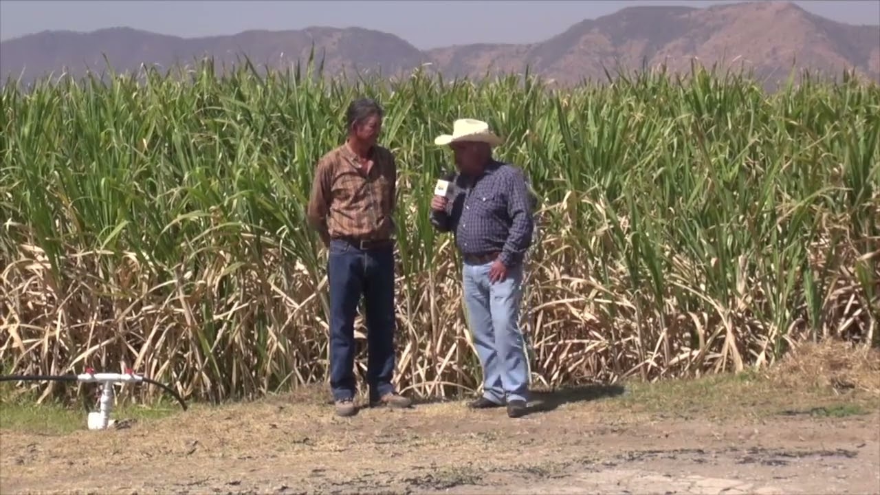 Bombeo Solar para riego de caña con paneles solares.