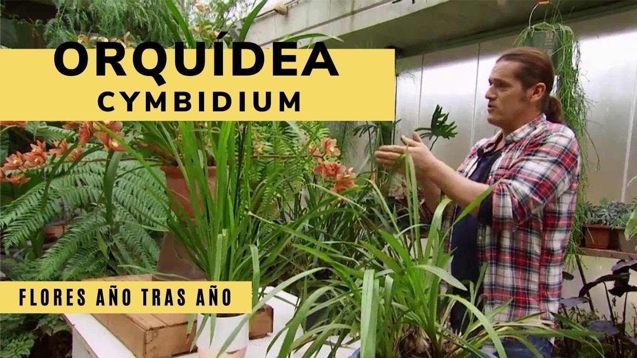 Cómo conseguir que la ORQUÍDEA CYMBIDIUM florezca año tras año 🌸 👨‍🌾 Jardinatis