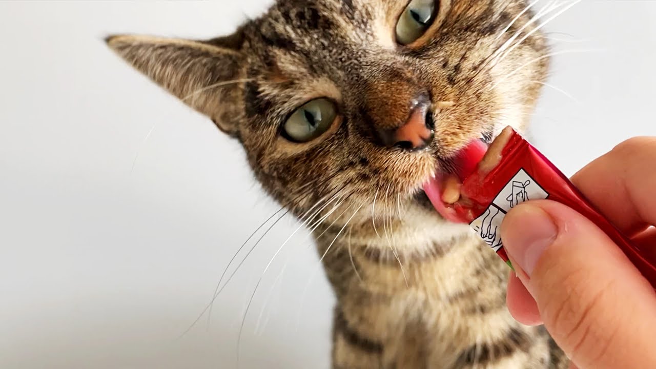 Cat Eating a Liquid Snack 👅🎧 | ASMR Licking Sounds