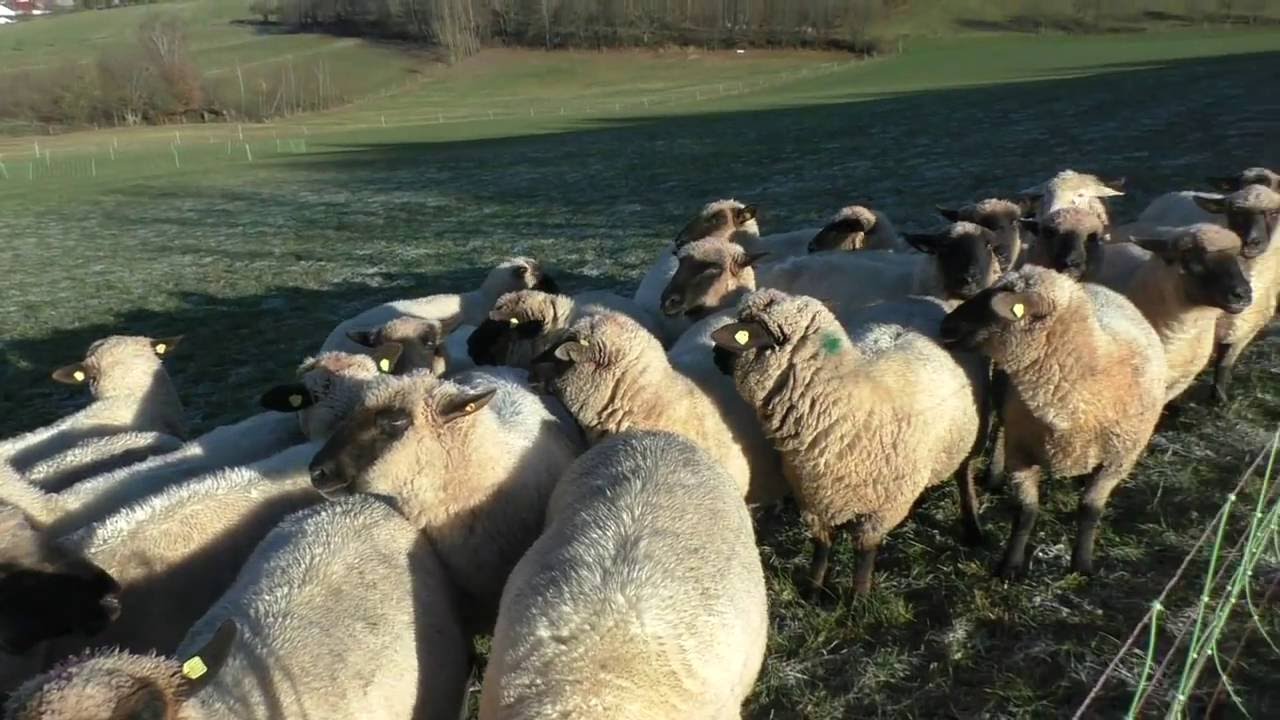 2016-11-29 Schäfer mit Schafen und Bordercollie im Odenwald g