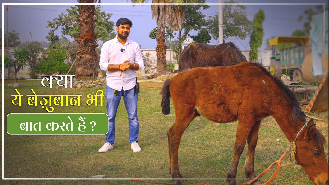 ये बेजुबान प्राणी बात करते है।