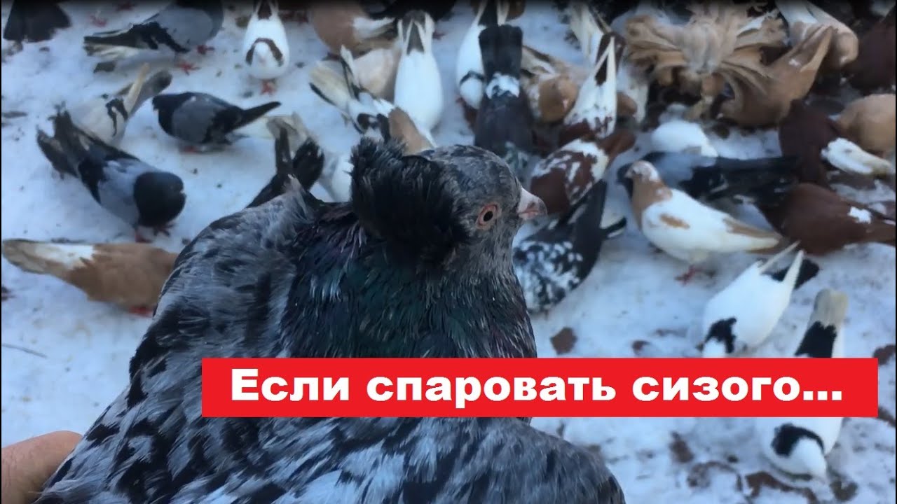С кем спаровать сизую голубку?