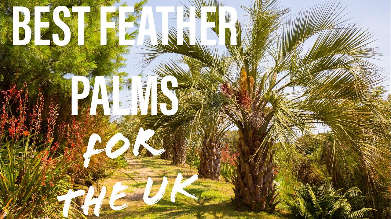 Feather Palms for UK Gardens - Phoenix, Butia, Jubaea and my Jubutia Hybrid Palmtree!
