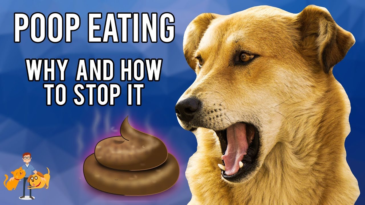 Why Do Dogs Eat Their Own Poop: and how to STOP it!