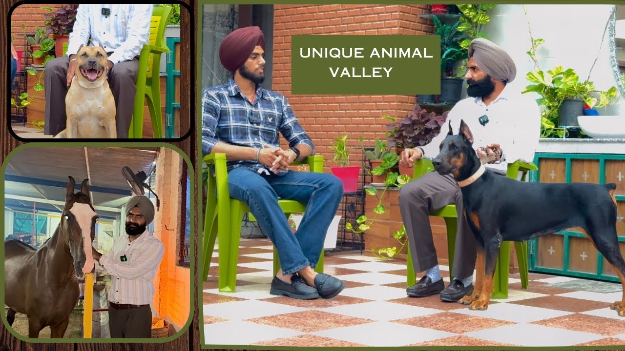 BEST DOBERMAN EVER IN PUNJAB‼️NEW ZEALAND RETURN STARTED DOG FARMING🔥UPCOMING SHOW QUEEN DOBERMAN❤️