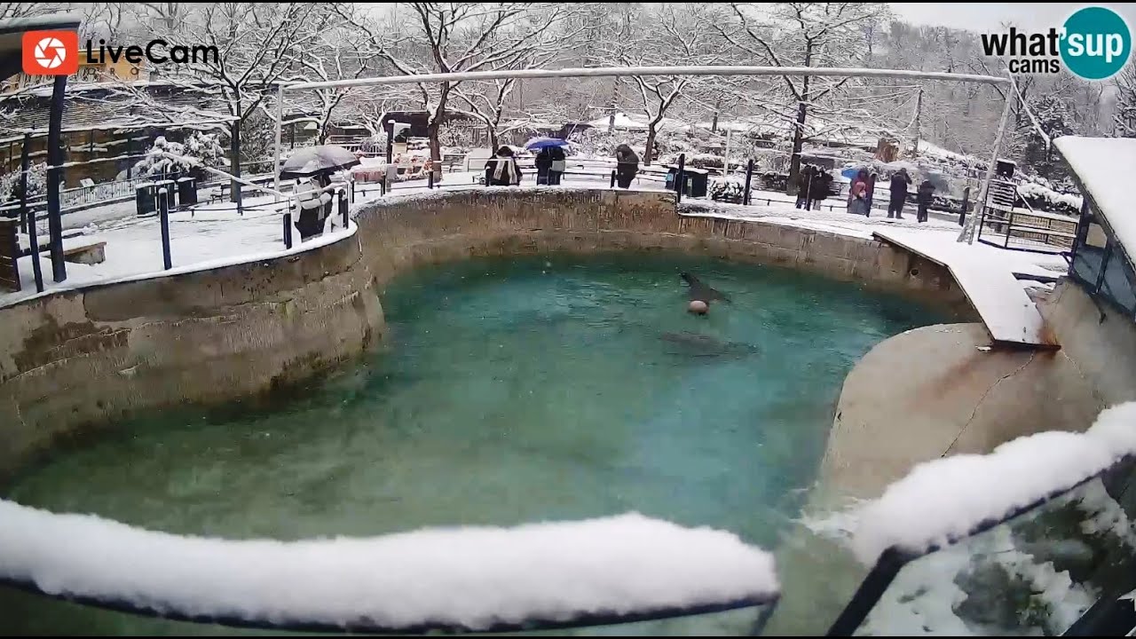 Zagreb Zoo pod snijegom! Pogledajte kako životinje uživaju u zimi - Live Cam Croatia