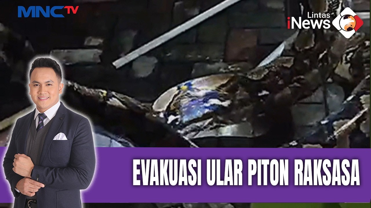 Geger! Evakuasi Ular Piton Raksasa | LIS (11/02)