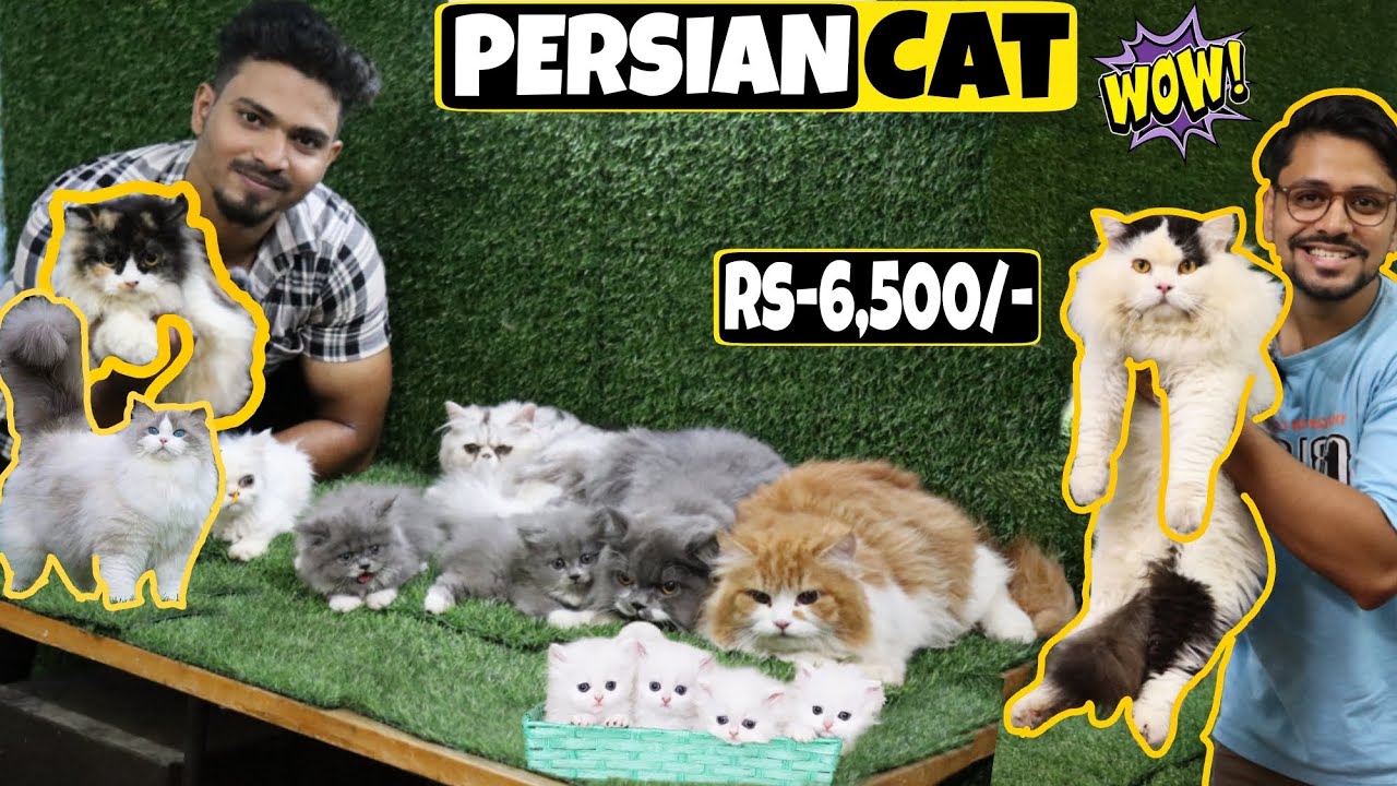 Pet shop in Hyderabad| 🔥🐈 |   Mushitube lifestyle