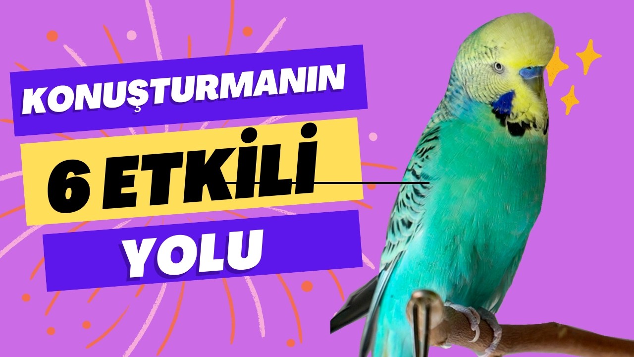 Muhabbet Kuşunu Konuşturmanın 6 Etkili Yolu 🗣️🐦